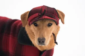 Critter Kromer
